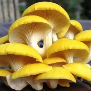 Golden Oyster Mushroom Spores & Mycelium Spawn Kit – Dry Seeds - Image 1