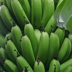 Grand Nain Banana Live Plant - Set of 2, 4-6" Tall Edible Fruit Tree Starter - Image 2