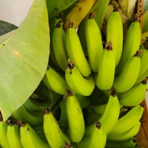 Grand Nain Banana Live Plant - Set of 2, 4-6