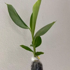 Grand Nain Banana Live Plant - Set of 2, 4-6