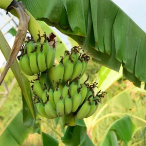 Grand Nain Banana Tree Live Plant – Dwarf Banana – Starter 4-6 Inch Tall - Image 2