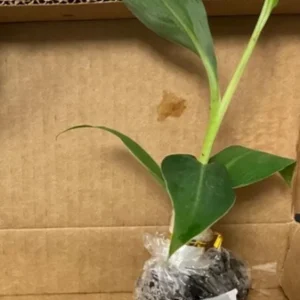 Grand Nain Banana Tree Live Plant – Dwarf Banana – Starter 4-6 Inch Tall - Image 4