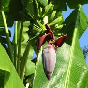 Grand Nain Banana Tree Live Plant – Dwarf Banana – Starter 4-6 Inch Tall - Image 1