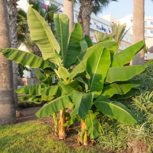 Grand Nain Banana Tree Live Plant – Dwarf Banana – Starter 4-6 Inch Tall - Image 5