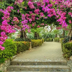 Helen Bougainvillea Live Plant Set - 2 Pack, 4-6