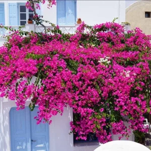 Helen Bougainvillea Live Plant Set - 2 Pack, 4-6