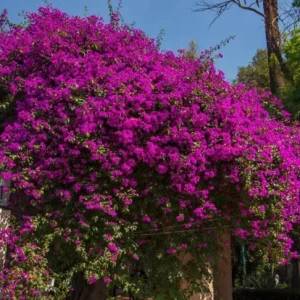 Helen Bougainvillea Live Plant Set - 2 Pack, 4-6