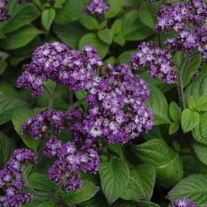 Heliotrope Fragrant Delight Live Plant - 2 Pack, 4-6