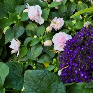 Heliotrope Fragrant Delight Live Plant - 2 Pack, 4-6