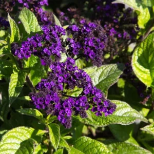Heliotrope Fragrant Delight Live Plant - 2 Pack, 4-6