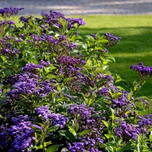 Heliotrope Fragrant Delight Live Plant - 2 Pack, 4-6