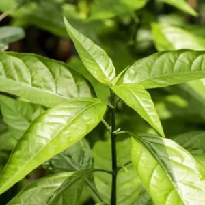 Hoan Ngoc Live Plant (Pseuderanthemum palatiferum) – 5-9