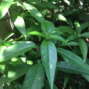 Hoan Ngoc Live Plant (Pseuderanthemum palatiferum) – Set of 3, 5-9" Tall Tropical Herb Starters - Image 2