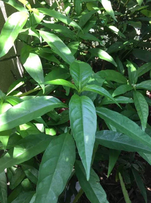 Hoan Ngoc Live Plant (Pseuderanthemum palatiferum) – Set of 3, 5-9" Tall Tropical Herb Starters - Image 2