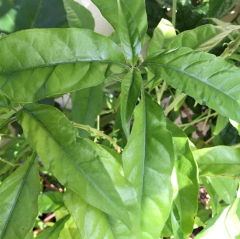 Hoan Ngoc Live Plant (Pseuderanthemum palatiferum) – Set of 3, 5-9" Tall Tropical Herb Starters - Image 3