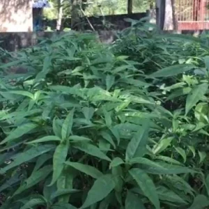 Hoan Ngoc Live Plant (Pseuderanthemum palatiferum) – Set of 3, 5-9