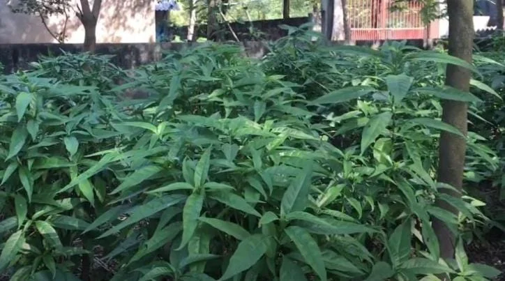 Hoan Ngoc Live Plant (Pseuderanthemum palatiferum) – Set of 3, 5-9" Tall Tropical Herb Starters - Image 4