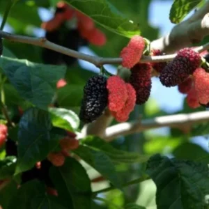 Illinois Everbearing Mulberry Live Plant – Set of 2 – 4-6" Tall – Edible Fruit Tree – Cold Hardy - Image 2