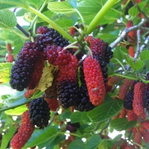 Illinois Everbearing Mulberry Live Plant – Set of 2 – 4-6