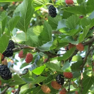 Illinois Everbearing Mulberry Live Plant – Set of 2 – 4-6