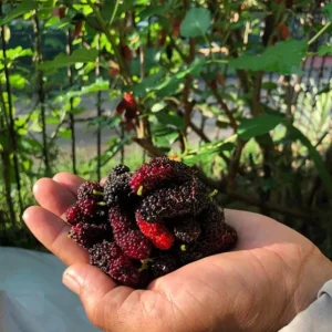 Illinois Everbearing Mulberry Live Plant – Set of 2 – 4-6