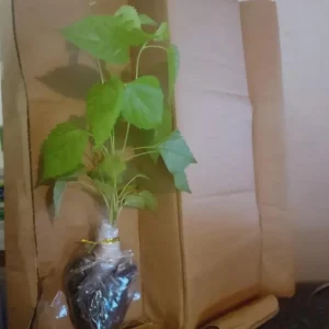 Illinois Everbearing Mulberry Live Plant – Set of 2 – 4-6