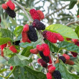 Illinois Everbearing Mulberry Live Plant – Set of 2 – 4-6" Tall – Edible Fruit Tree – Cold Hardy - Image 1