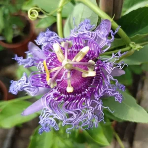Incense Passion Flower Live Plant - Passiflora Incarnata, Tropical Vine, 4-6" Tall - Image 2