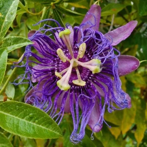 Incense Passion Flower Live Plant - Passiflora Incarnata, Tropical Vine, 4-6