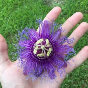 Incense Passion Flower Live Plant - Passiflora Incarnata, Tropical Vine, 4-6