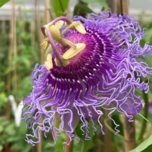 Incense Passion Flower Live Plant - Passiflora Incarnata, Tropical Vine, 4-6