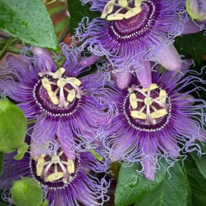 Incense Passion Flower Live Plant (Passiflora 'Incense') - Set of 4, 4-6" Tall, Fragrant Purple Vine, Outdoor - Image 2