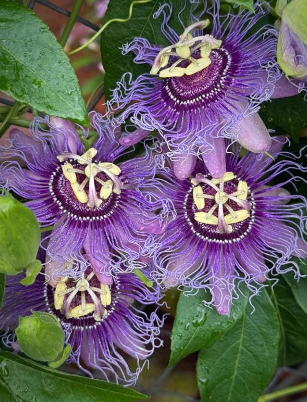 Incense Passion Flower Live Plant (Passiflora 'Incense') - Set of 4, 4-6" Tall, Fragrant Purple Vine, Outdoor - Image 2