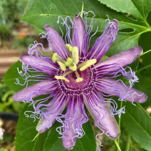 Incense Passion Flower Live Plant (Passiflora 'Incense') - Set of 4, 4-6