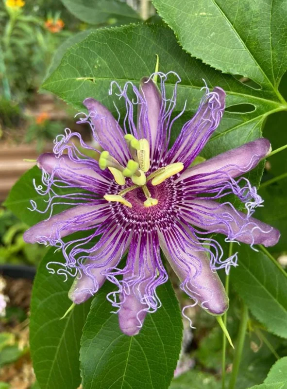Incense Passion Flower Live Plant (Passiflora 'Incense') - Set of 4, 4-6" Tall, Fragrant Purple Vine, Outdoor - Image 3