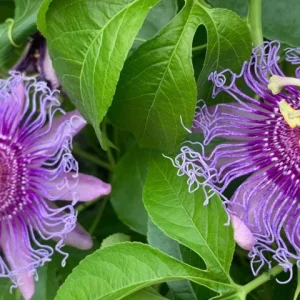 Incense Passion Flower Live Plant (Passiflora 'Incense') - Set of 4, 4-6