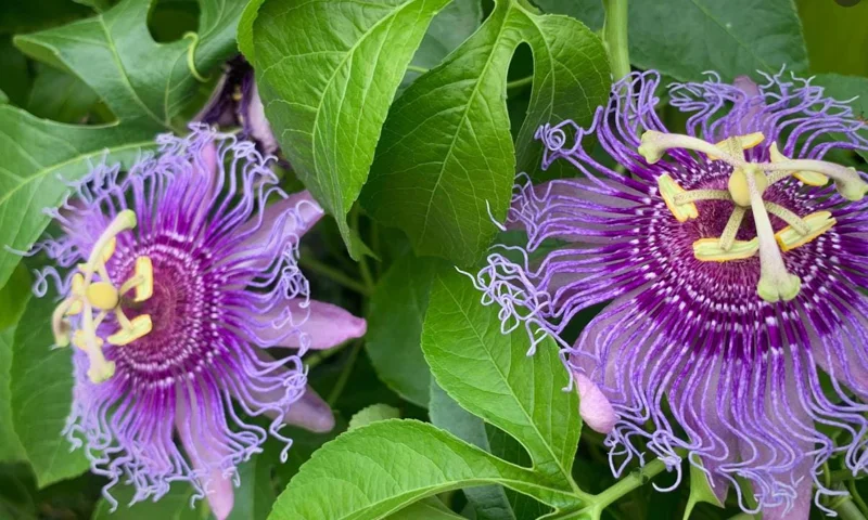 Incense Passion Flower Live Plant (Passiflora 'Incense') - Set of 4, 4-6" Tall, Fragrant Purple Vine, Outdoor - Image 4