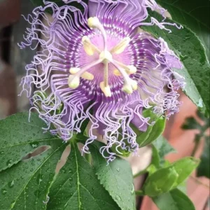 Incense Passion Flower Live Plant (Passiflora 'Incense') - Set of 4, 4-6