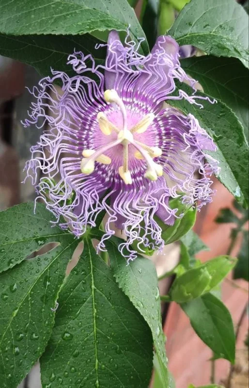 Incense Passion Flower Live Plant (Passiflora 'Incense') - Set of 4, 4-6" Tall, Fragrant Purple Vine, Outdoor - Image 5