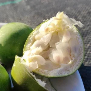 Incense Passion Flower Live Plant (Passiflora 'Incense') - Set of 4, 4-6