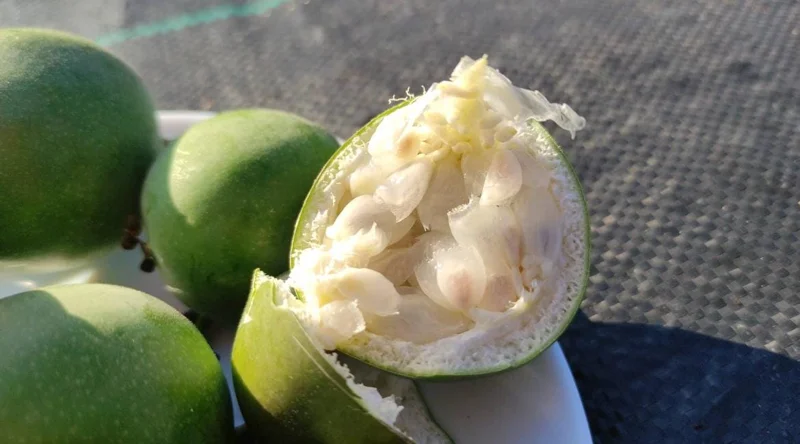 Incense Passion Flower Live Plant (Passiflora 'Incense') - Set of 4, 4-6" Tall, Fragrant Purple Vine, Outdoor - Image 6