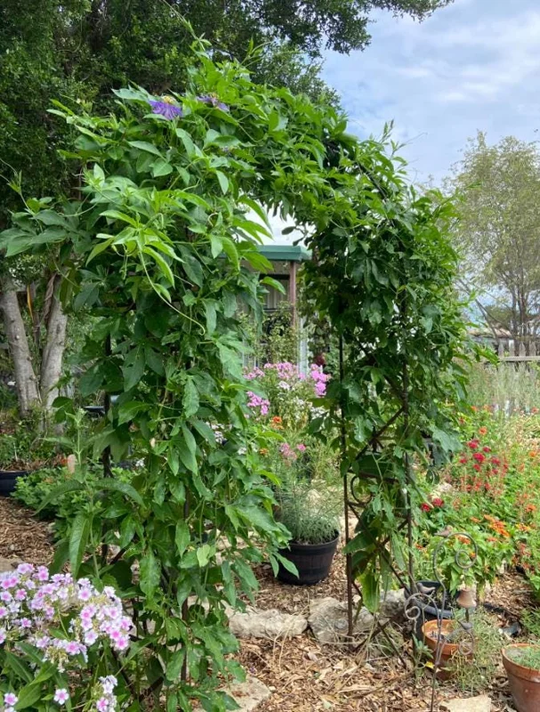 Incense Passion Flower Live Plant (Passiflora 'Incense') - Set of 4, 4-6" Tall, Fragrant Purple Vine, Outdoor - Image 7