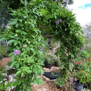 Incense Passion Flower Live Plant (Passiflora 'Incense') - Set of 4, 4-6