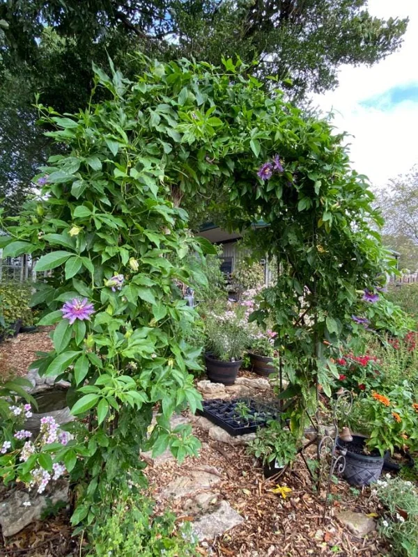 Incense Passion Flower Live Plant (Passiflora 'Incense') - Set of 4, 4-6" Tall, Fragrant Purple Vine, Outdoor - Image 8