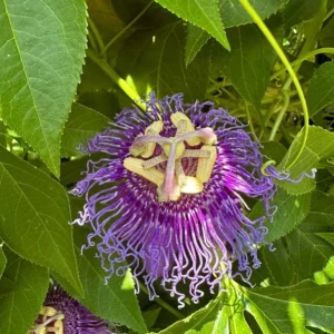 Incense Passion Flower Live Plant (Passiflora 'Incense') - Set of 4, 4-6" Tall, Fragrant Purple Vine, Outdoor - Image 1
