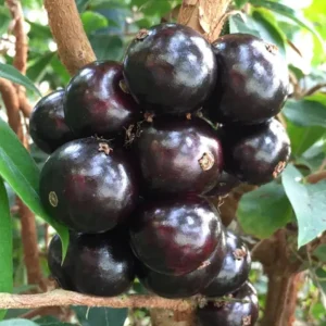 Jaboticaba Live Plant - 4 inch Nursery Pot - Tropical Fruit Tree - Container Friendly - Image 2