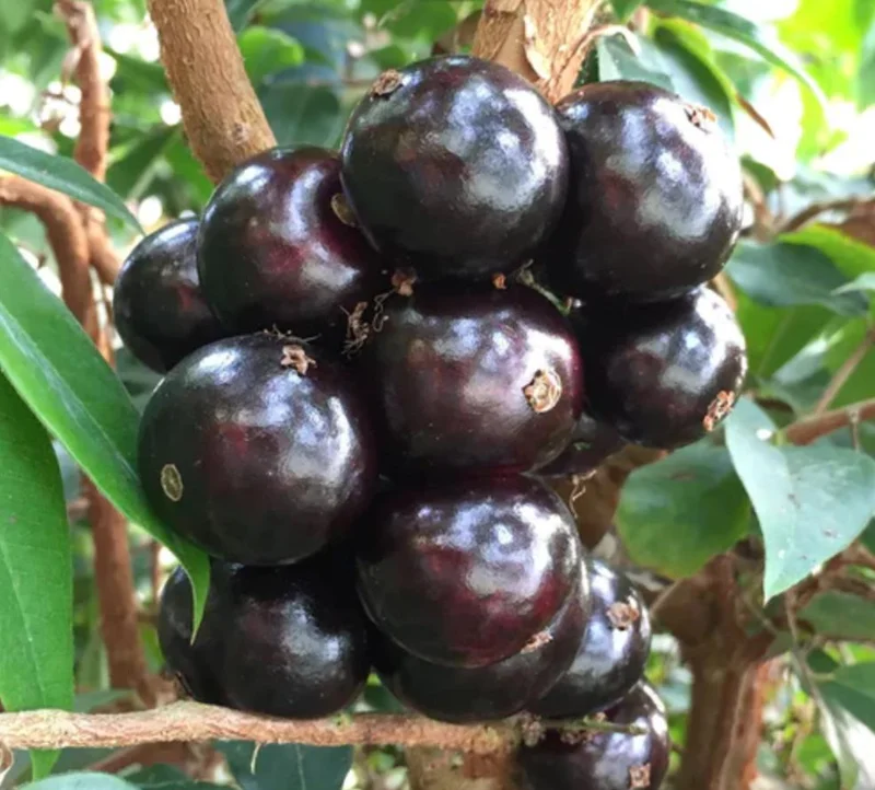 Jaboticaba Live Plant - 4 inch Nursery Pot - Tropical Fruit Tree - Container Friendly - Image 2