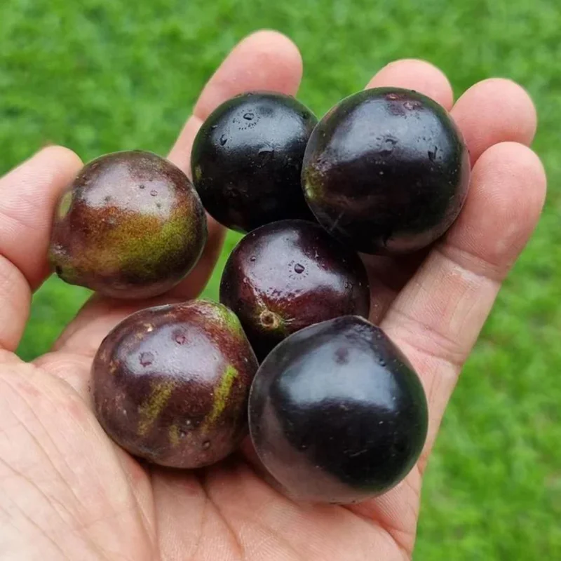 Jaboticaba Live Plant - 4 inch Nursery Pot - Tropical Fruit Tree - Container Friendly - Image 3