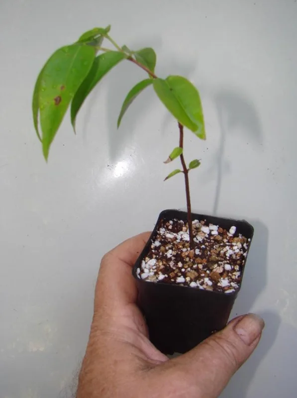 Jaboticaba Live Plant - 4 inch Nursery Pot - Tropical Fruit Tree - Container Friendly - Image 5