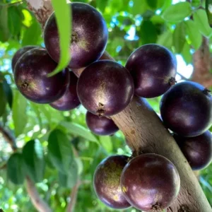 Jaboticaba Live Plant - 4 inch Nursery Pot - Tropical Fruit Tree - Container Friendly - Image 6